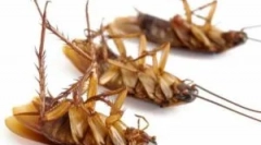 Dezinsecție profesională de la gandaci